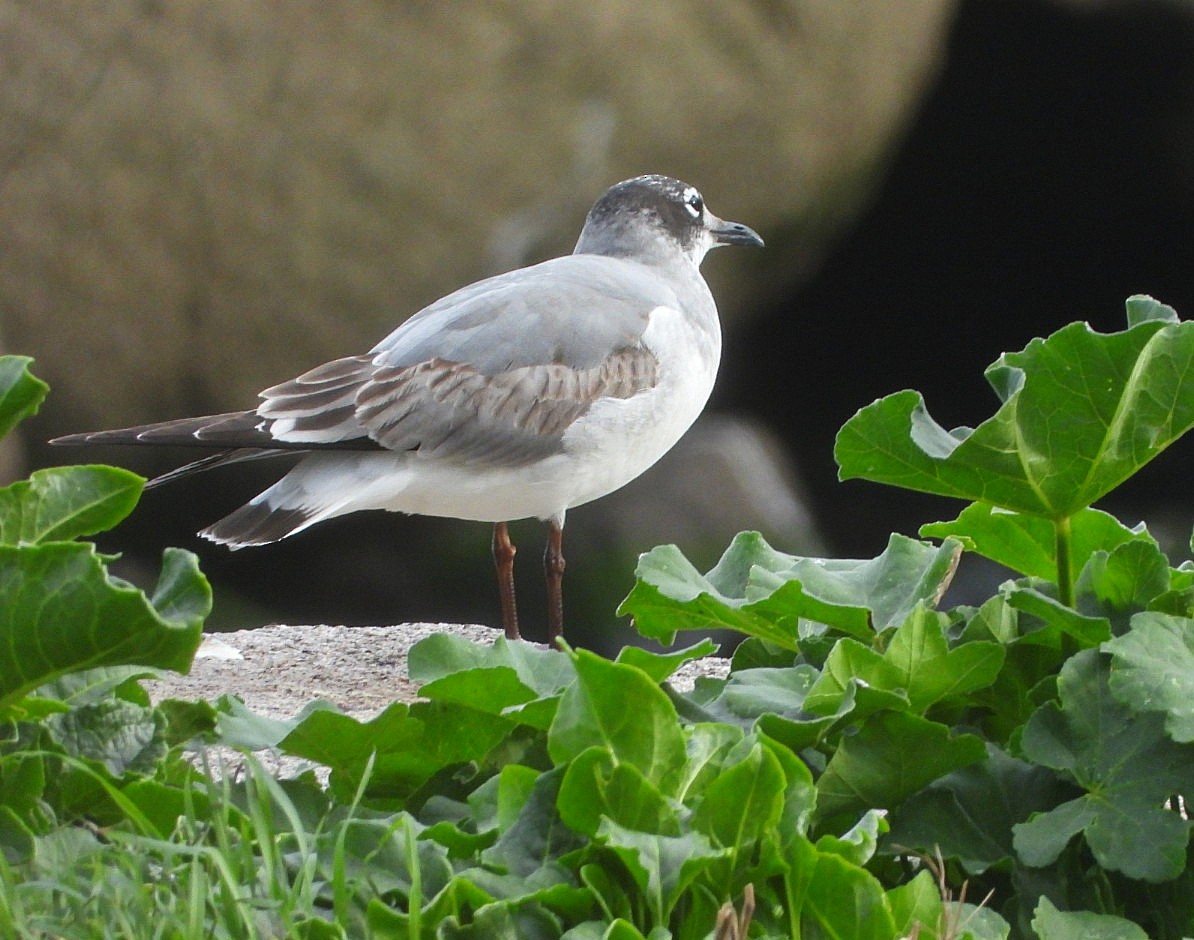 Franklin's Gull - ML646403460