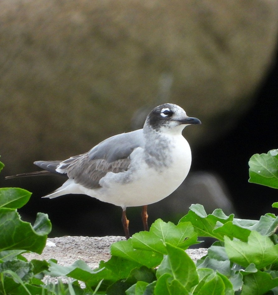 Franklin's Gull - ML646403461