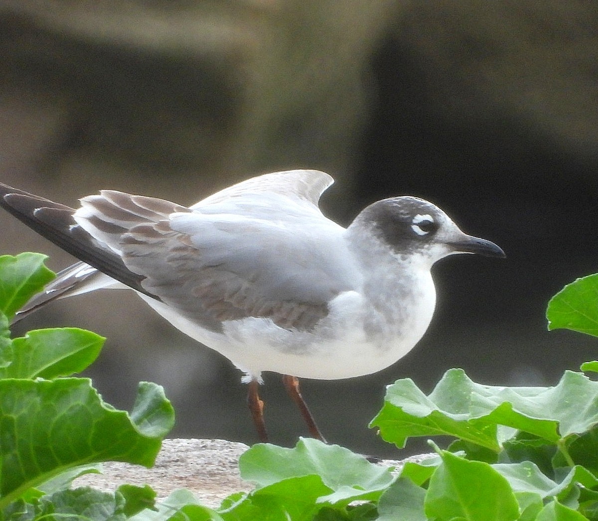 Franklin's Gull - ML646403462