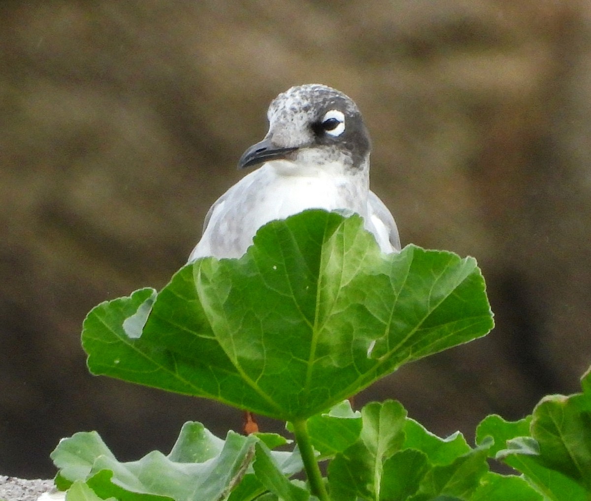 Franklin's Gull - ML646403463
