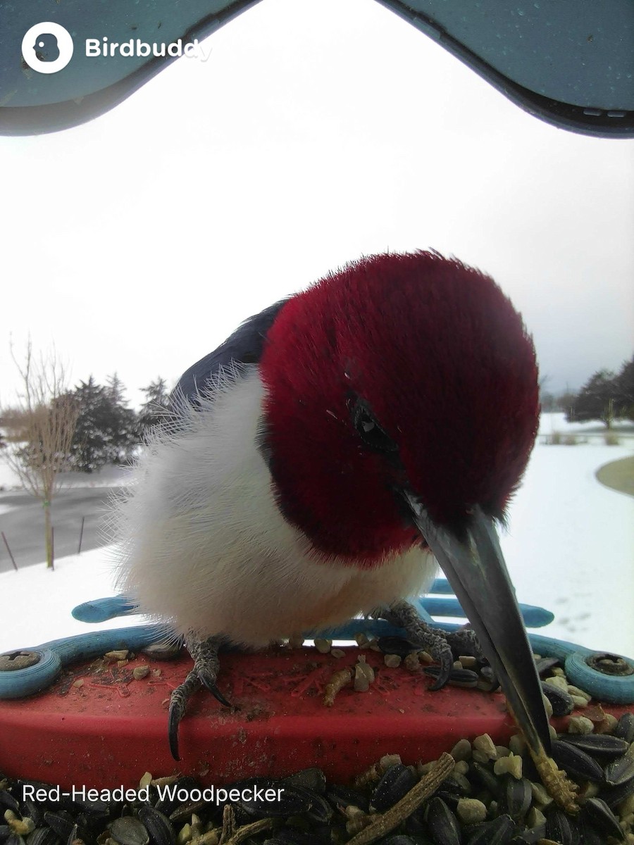 Red-headed Woodpecker - ML646403464
