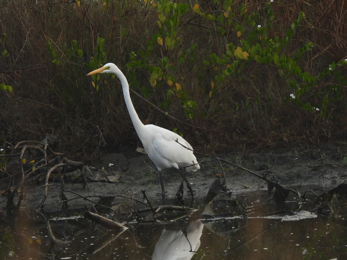 Great Egret - ML646403465