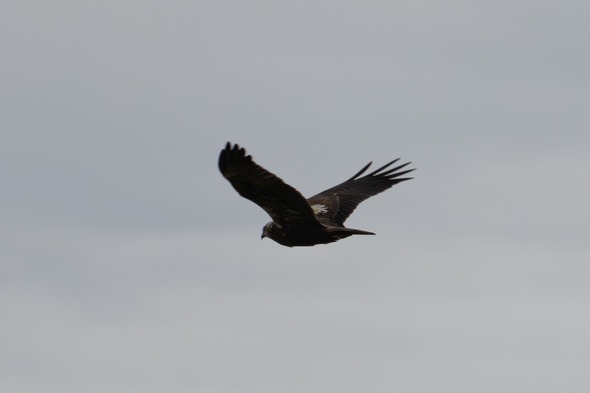 Western Marsh Harrier - ML646403467