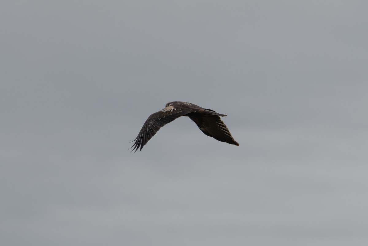 Western Marsh Harrier - ML646403468