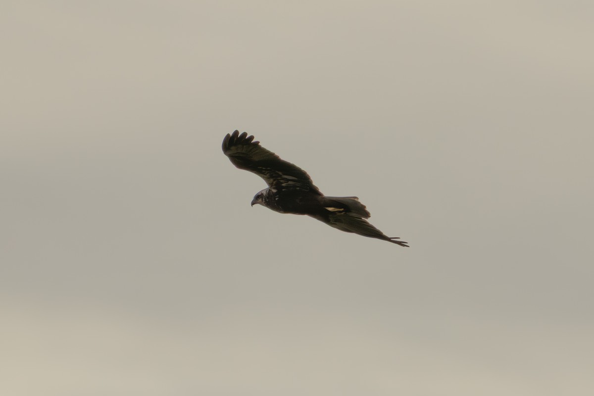 Western Marsh Harrier - ML646403469