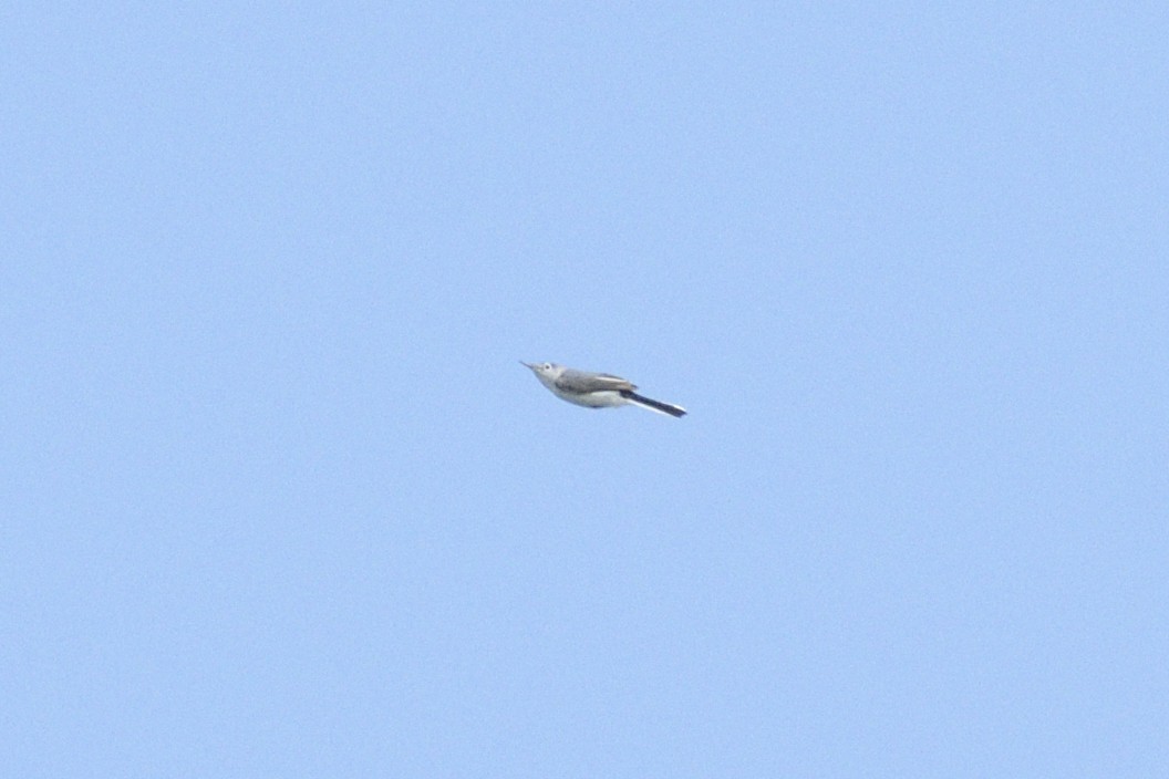 ブユムシクイ - ML646403474