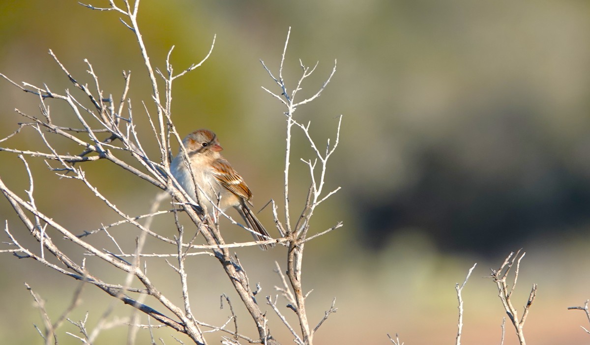 Field Sparrow - ML646403475