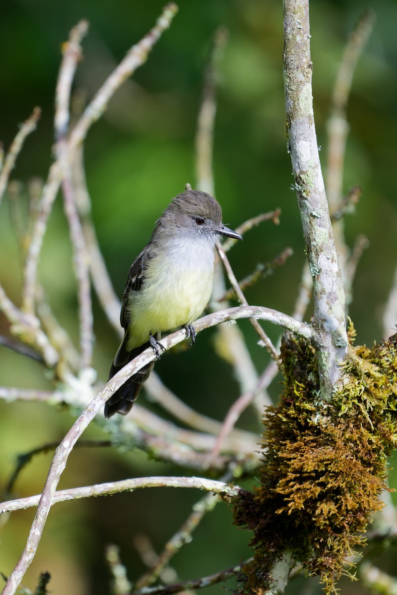 Pale-edged Flycatcher - ML646403482