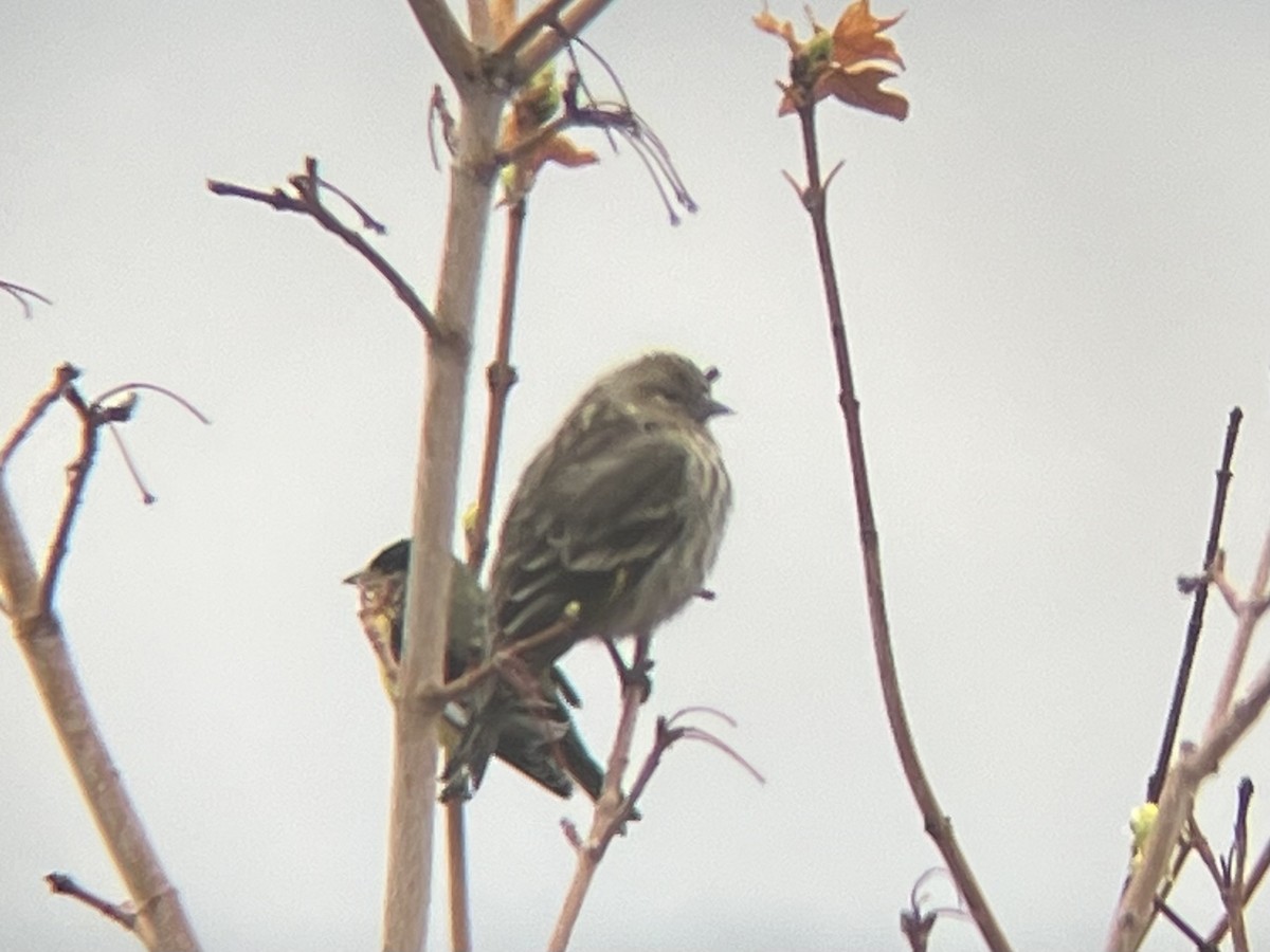 Tarin des pins - ML646403483