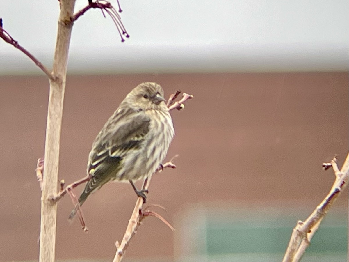 Tarin des pins - ML646403484