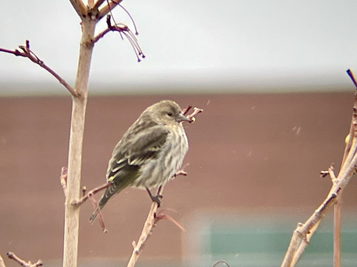 Tarin des pins - ML646403485