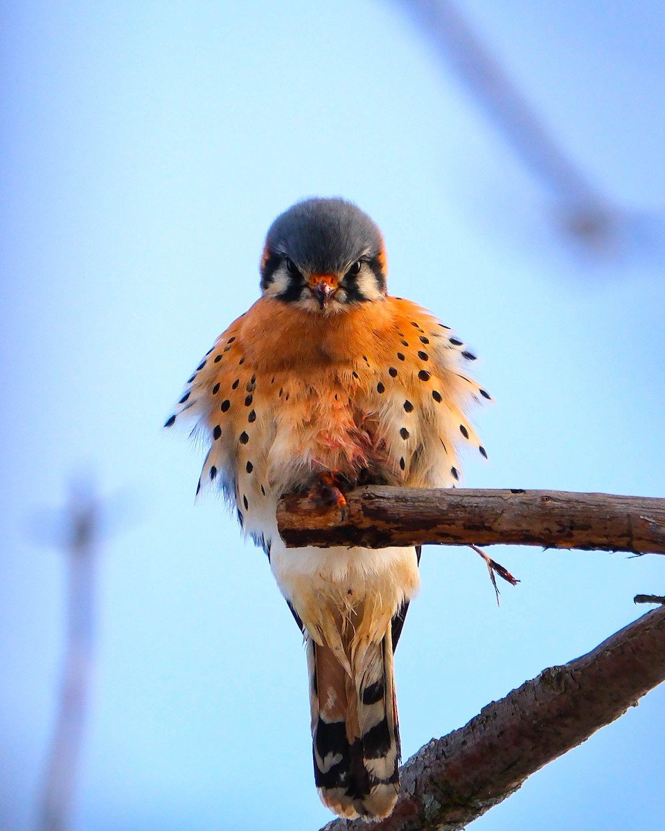 American Kestrel - ML646403491