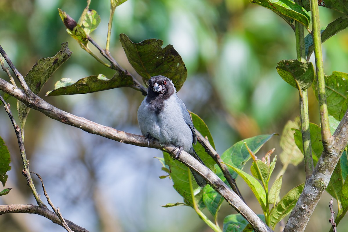 Black-faced Tanager - ML646403492