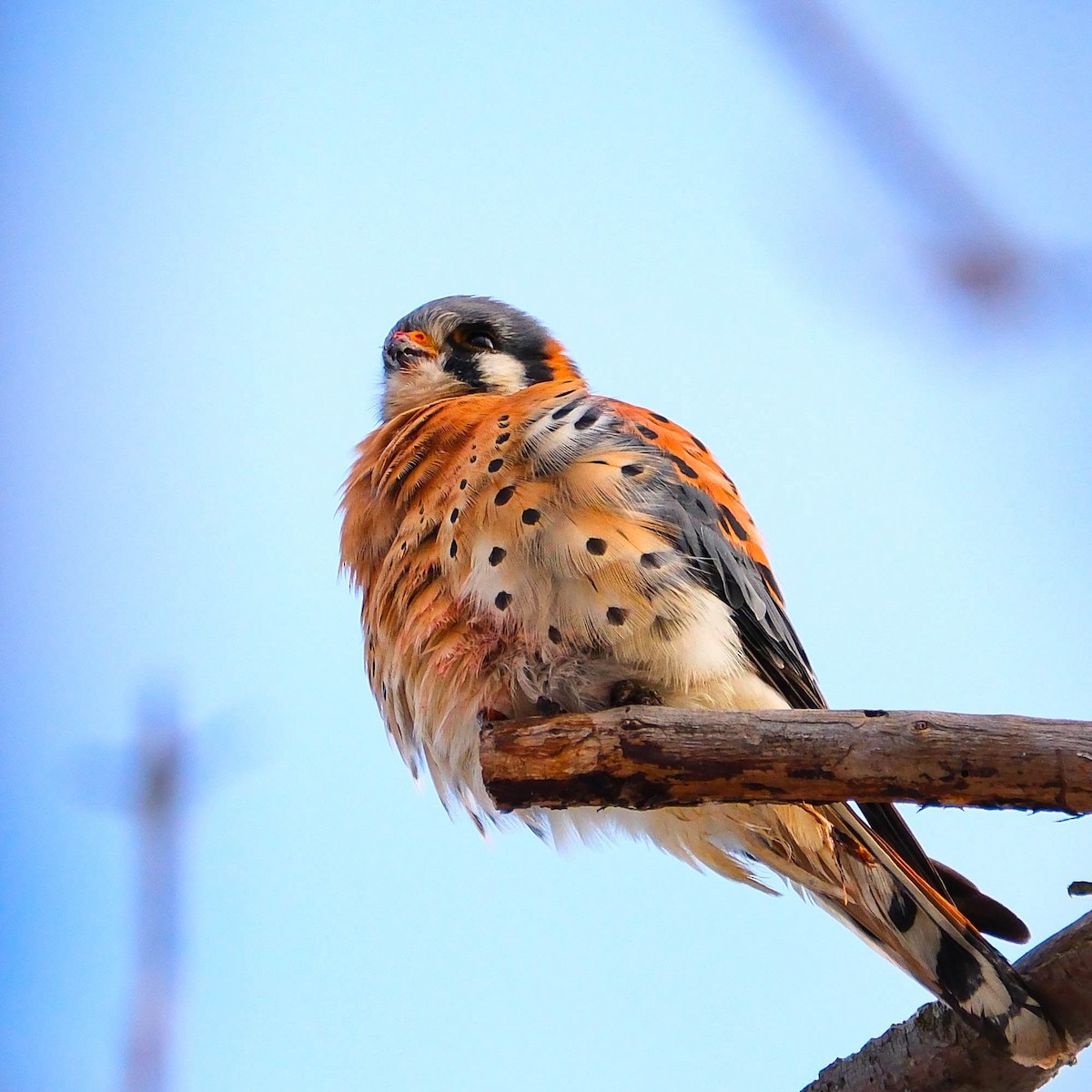 American Kestrel - ML646403494