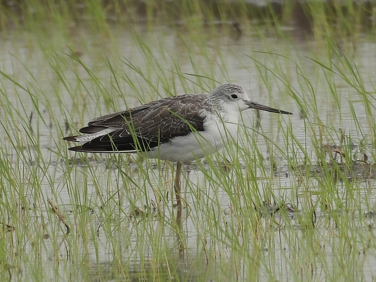 Common Greenshank - ML646403502