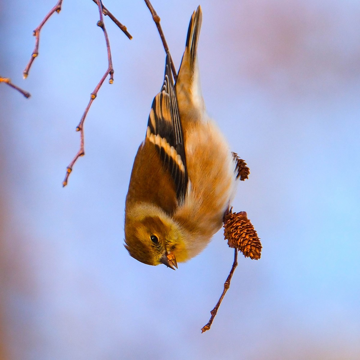 American Goldfinch - ML646403503