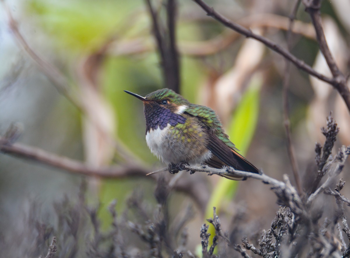 Volcano Hummingbird - ML646403504