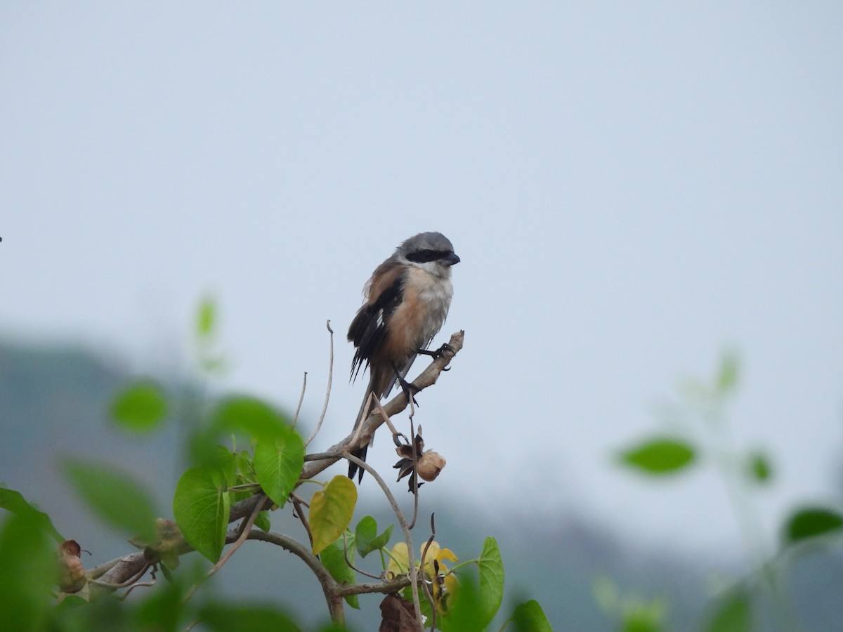 Long-tailed Shrike - ML646403506