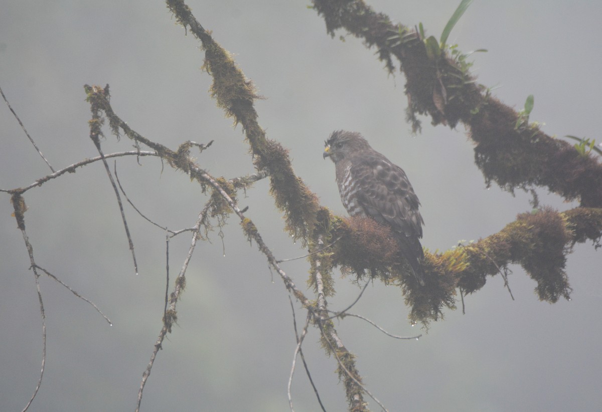 Broad-winged Hawk - ML646403508