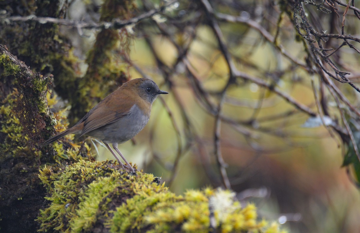Black-billed Nightingale-Thrush - ML646403511