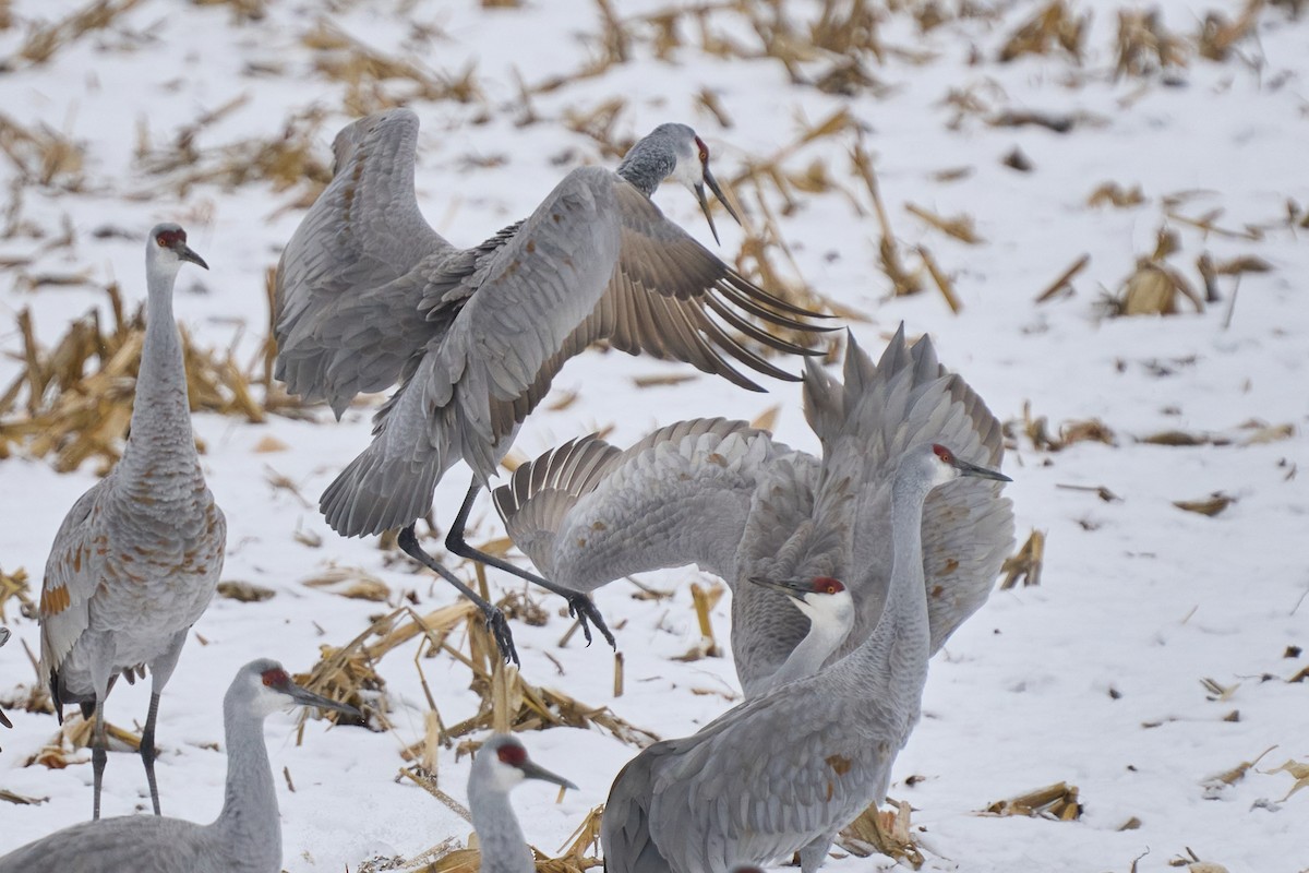 Sandhill Crane - ML646403513