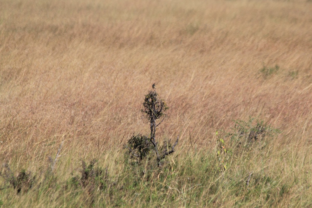 チビオセッカ - ML646403515