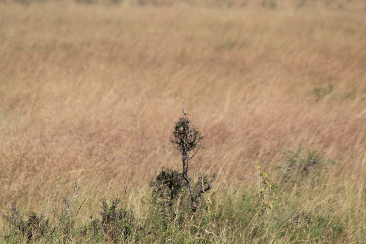 チビオセッカ - ML646403516