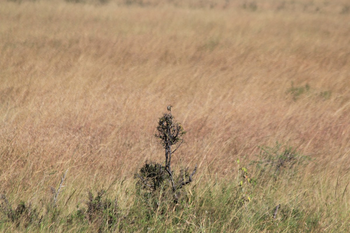 チビオセッカ - ML646403517