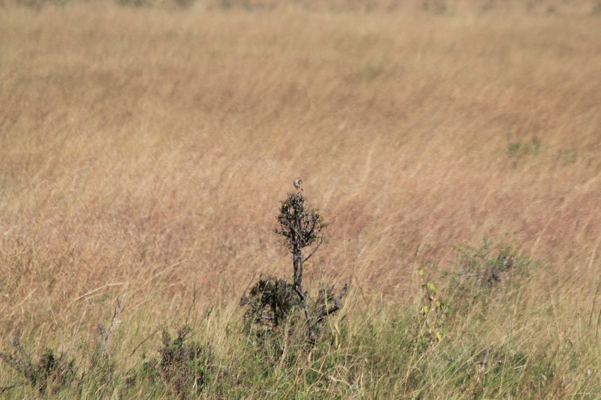 チビオセッカ - ML646403518