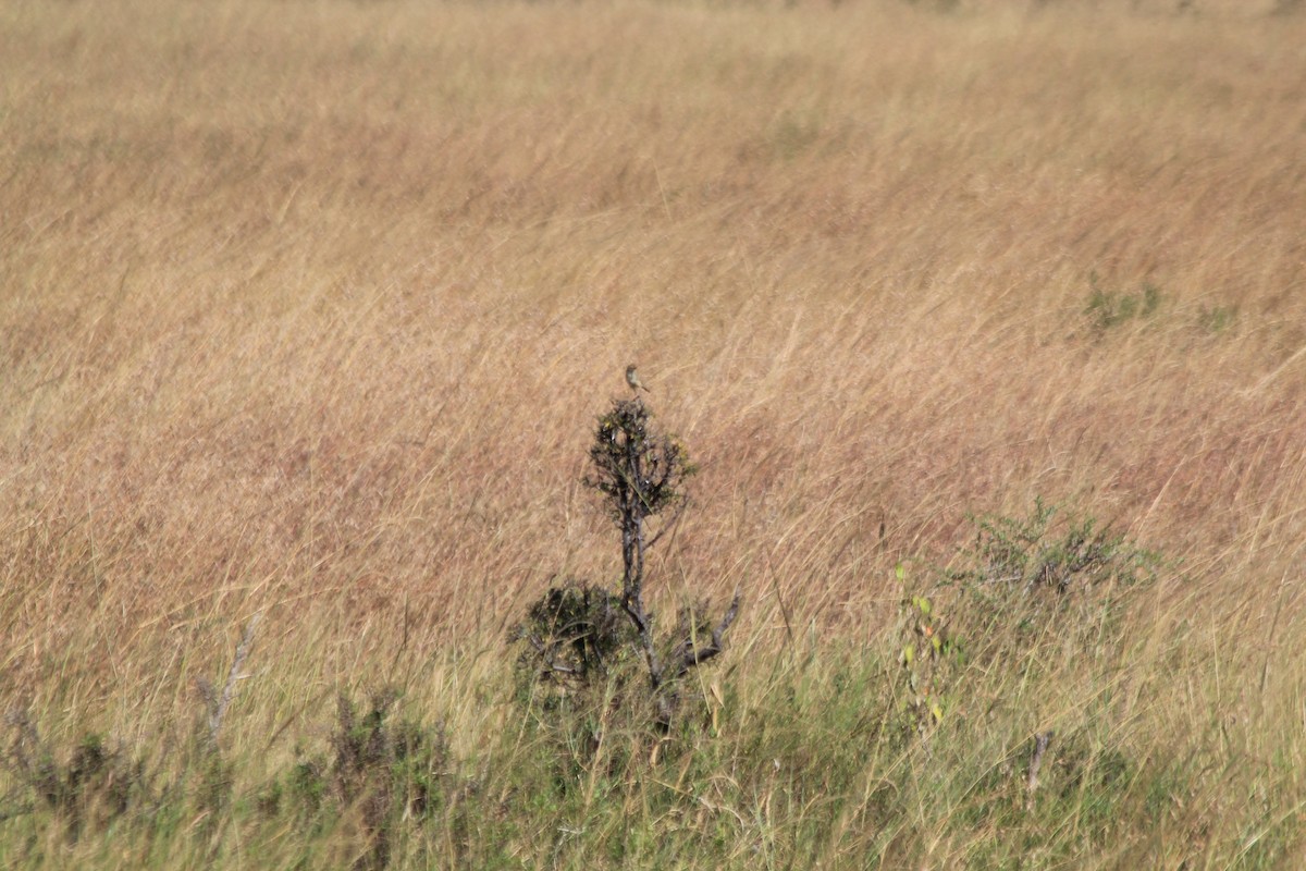 チビオセッカ - ML646403519