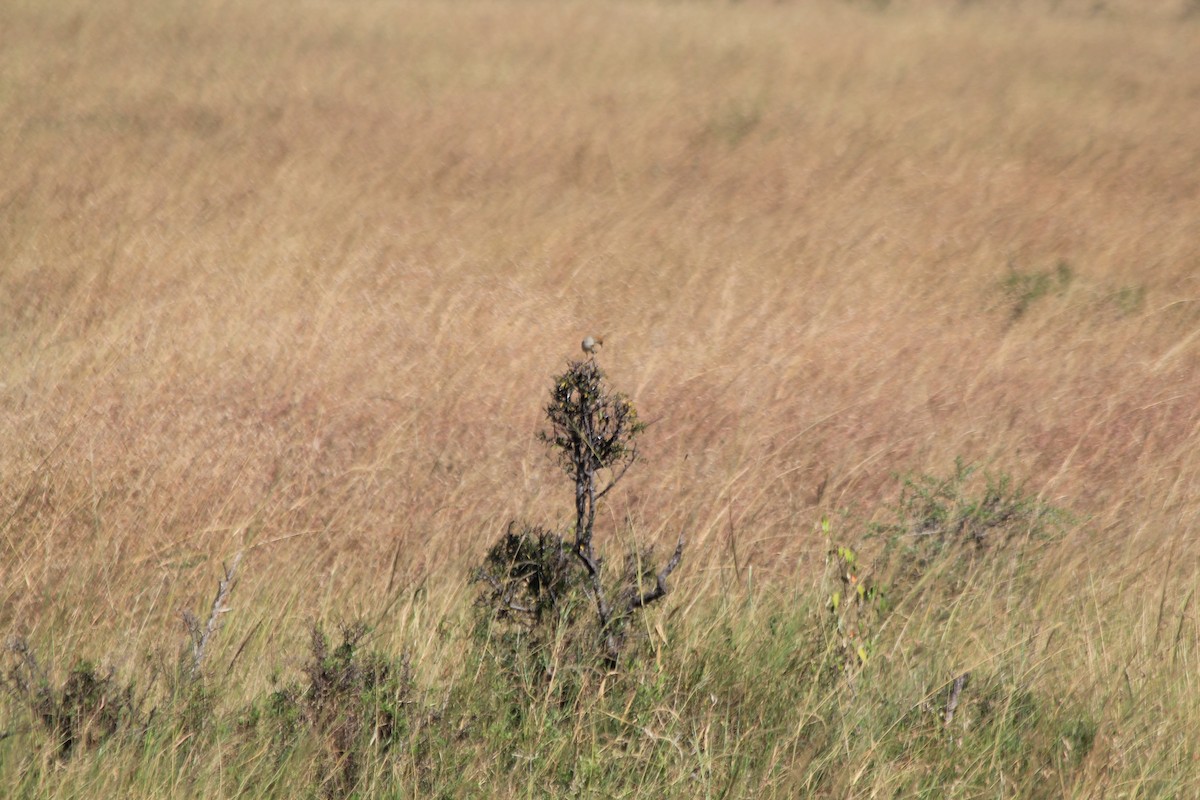 チビオセッカ - ML646403520