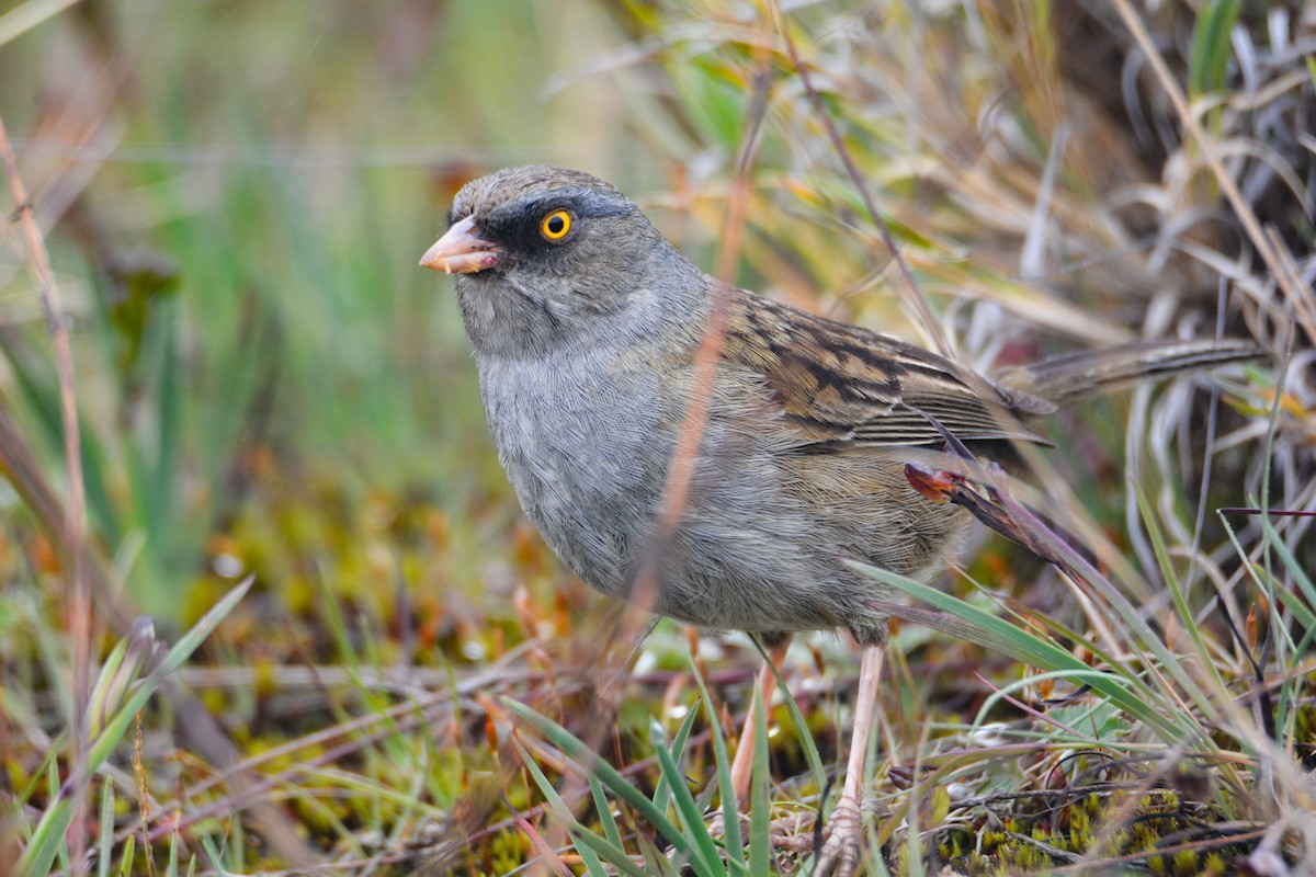 Volcano Junco - ML646403521