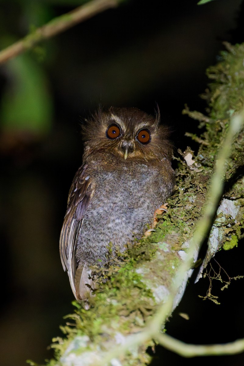 Long-whiskered Owlet - ML646403524