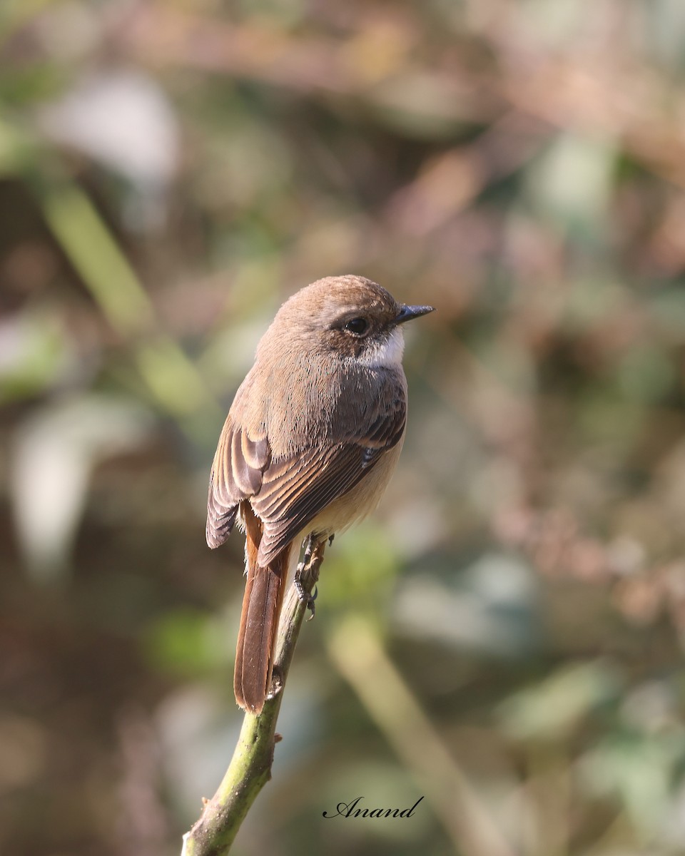 灰叢鴝 - ML646403525