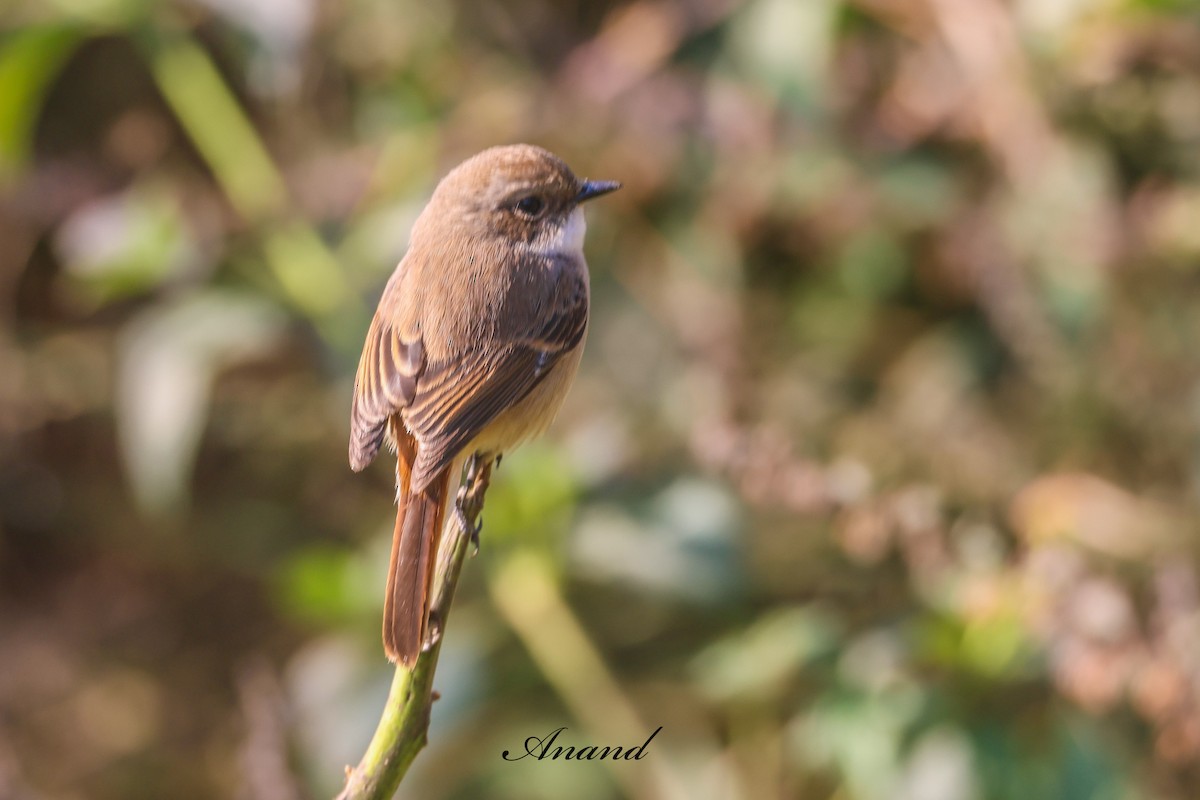 灰叢鴝 - ML646403526