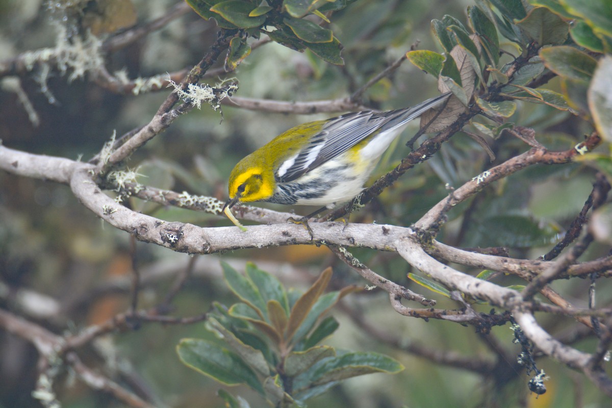 Black-throated Green Warbler - ML646403528