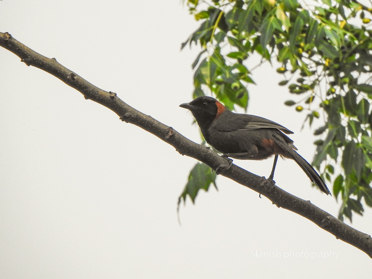 Garrulaxe à col roux - ML646403531