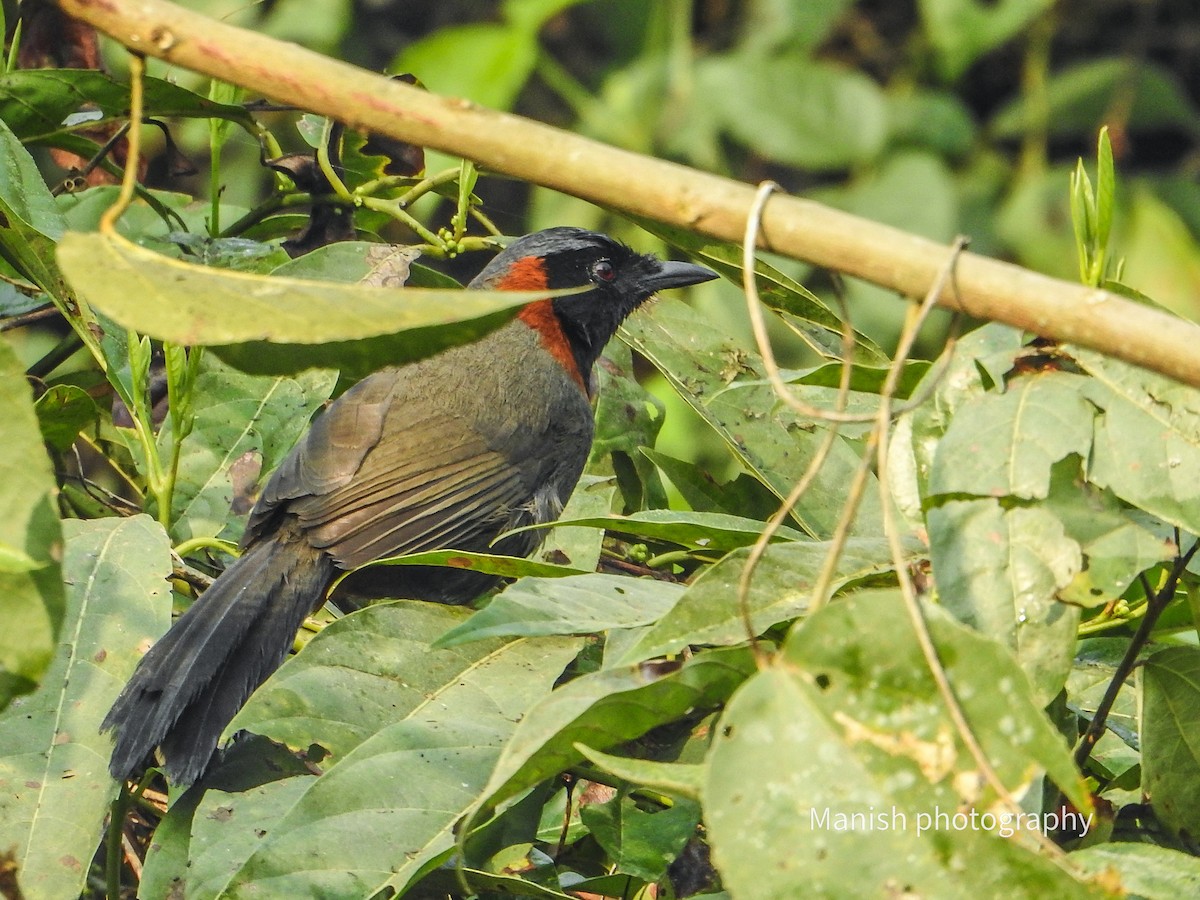 Garrulaxe à col roux - ML646403532