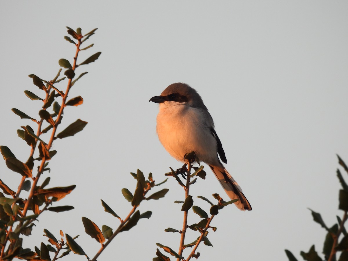 Loggerhead Shrike - ML646403534