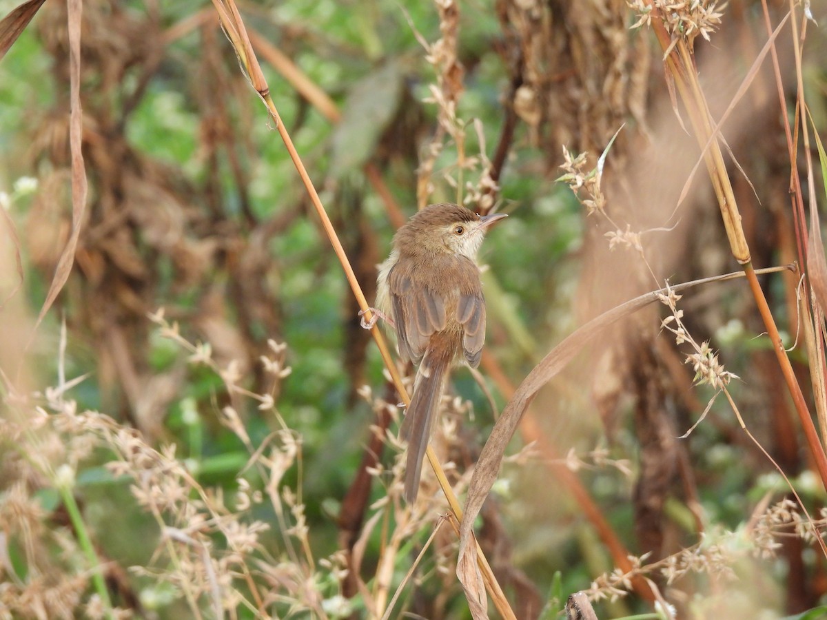 Prinia Sencilla - ML646403535