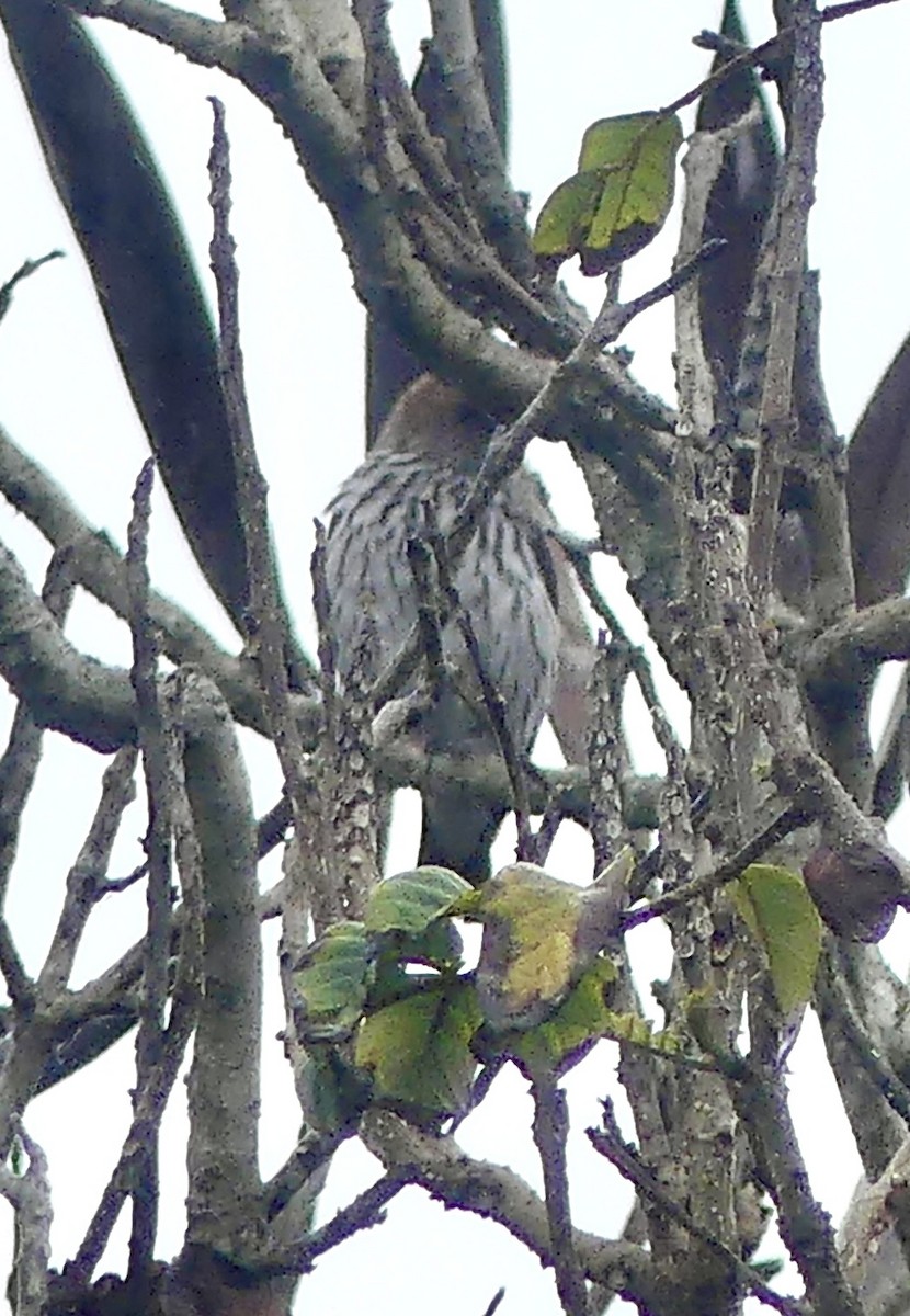 leskoptev bělobřichá - ML646403537