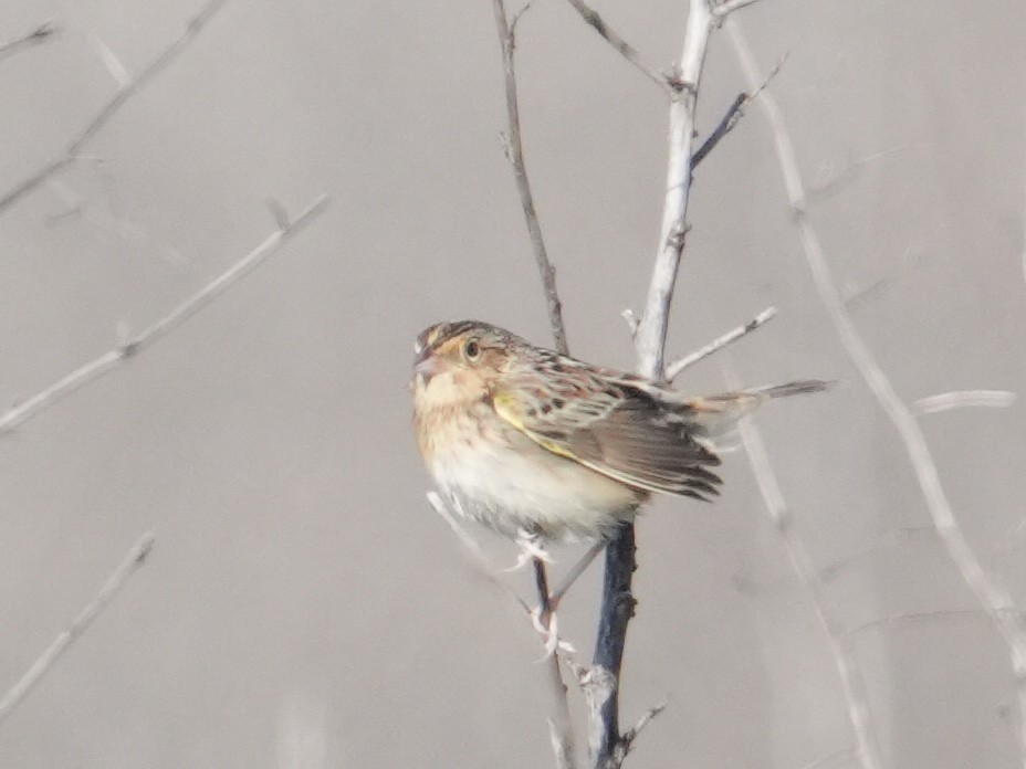 Grasshopper Sparrow - ML646403539