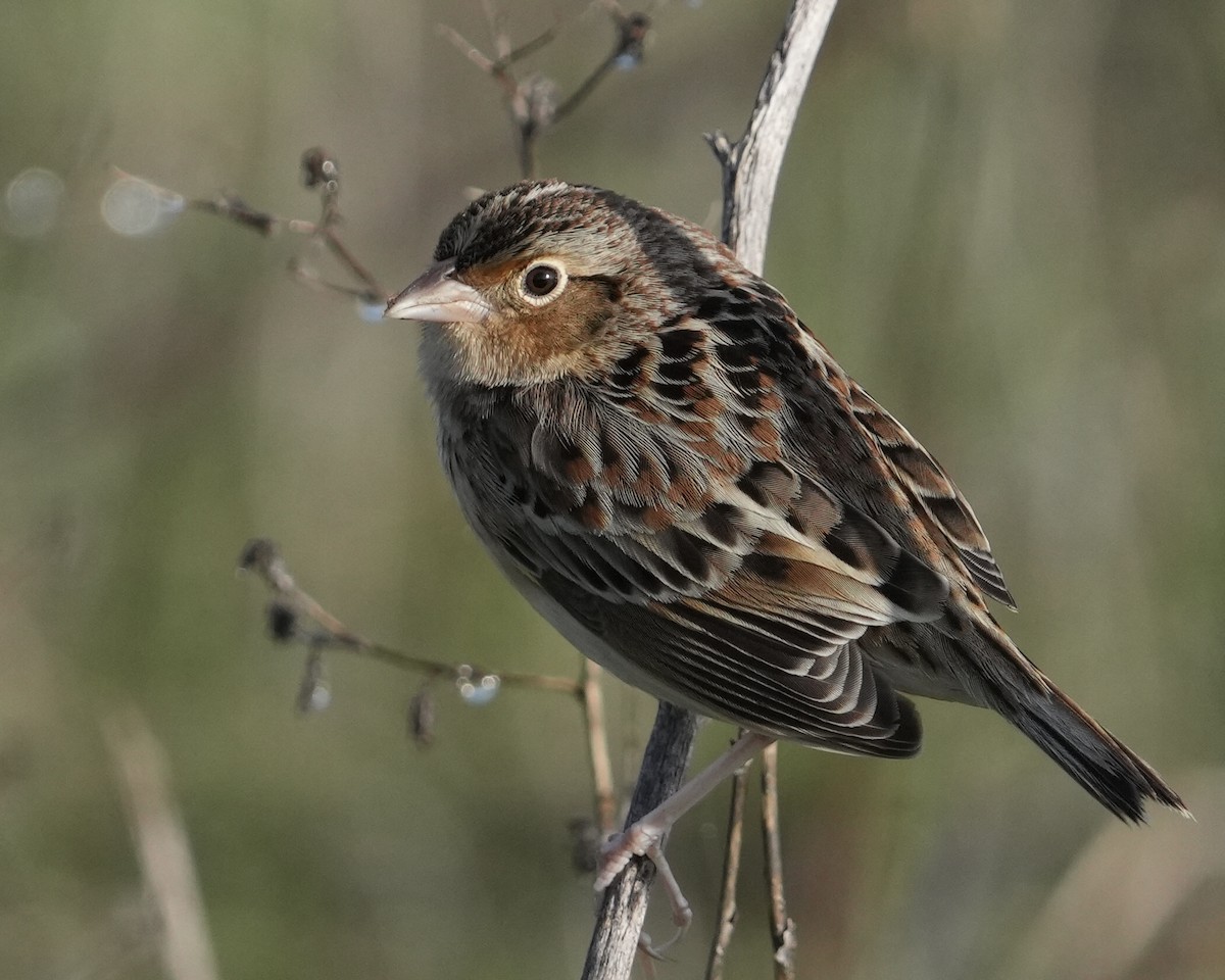 Grasshopper Sparrow - ML646403540