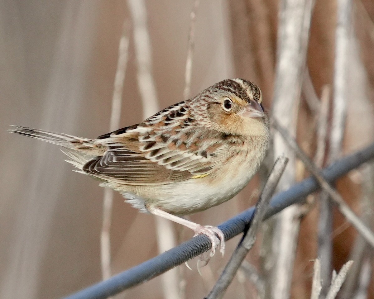 Grasshopper Sparrow - ML646403541
