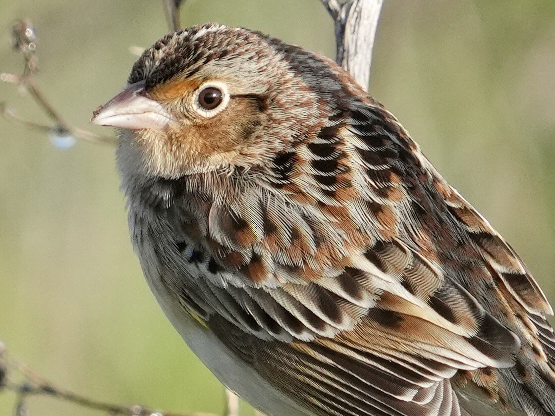 Grasshopper Sparrow - ML646403542