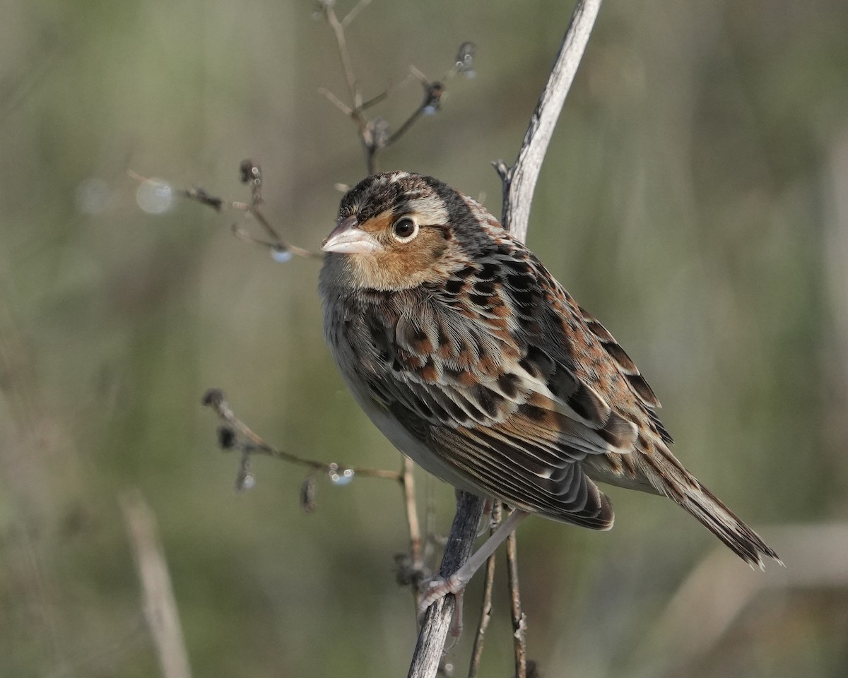 Grasshopper Sparrow - ML646403543