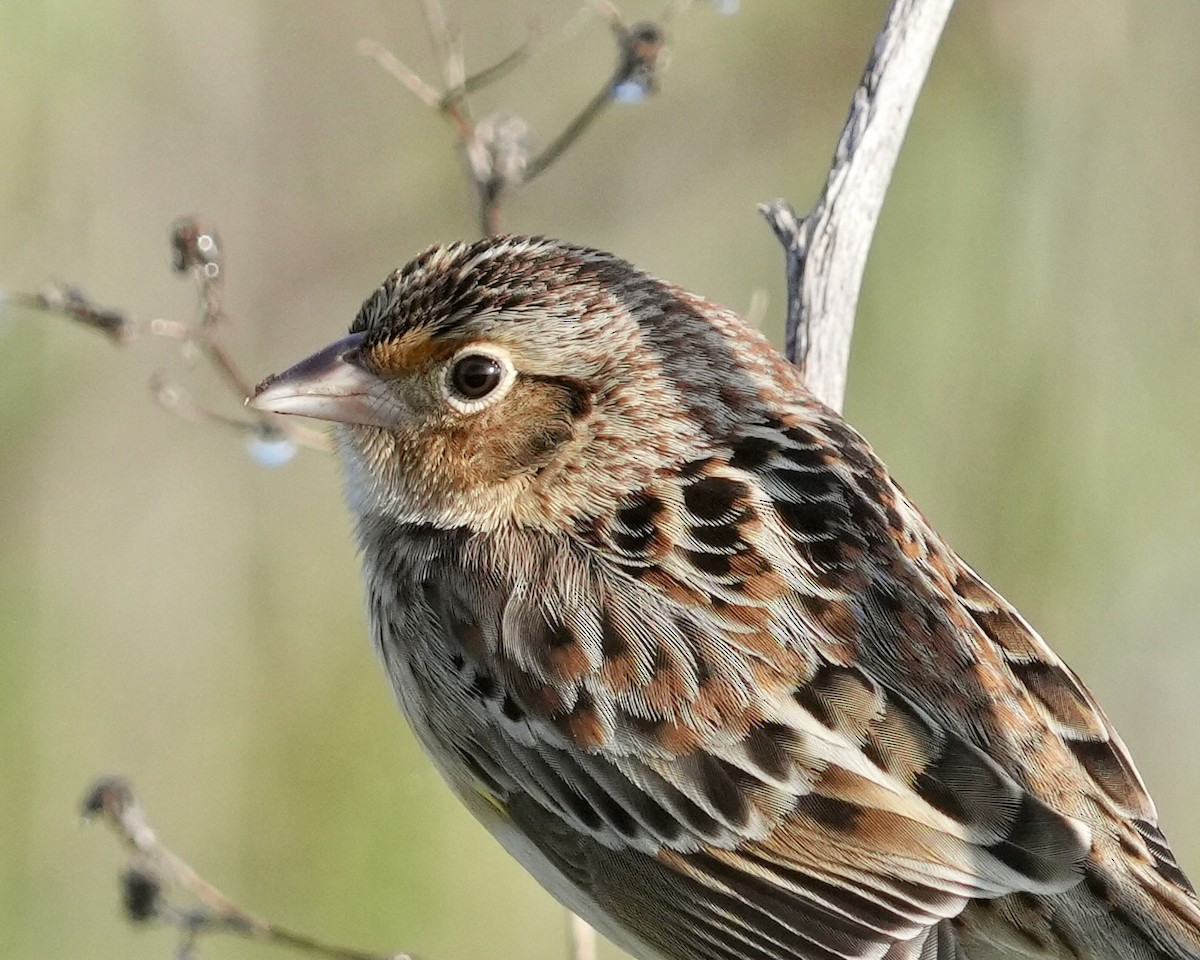 Grasshopper Sparrow - ML646403544