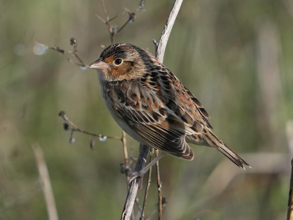 Grasshopper Sparrow - ML646403545