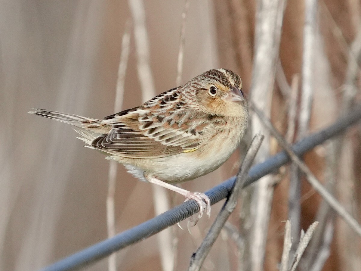 Grasshopper Sparrow - ML646403546