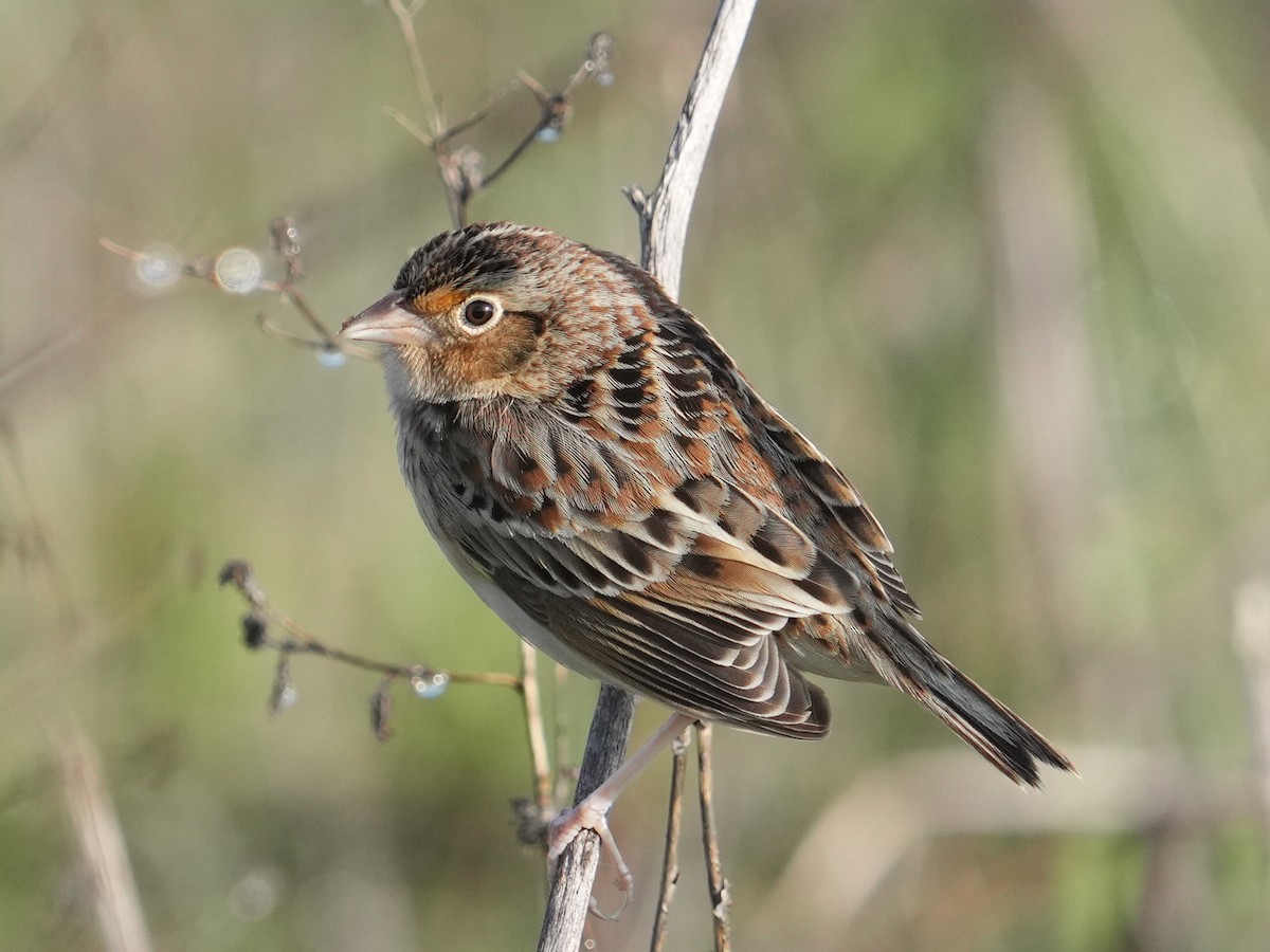 Grasshopper Sparrow - ML646403547